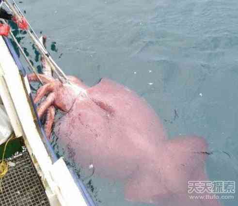 世上真有“成精”动物 99%的人没见过