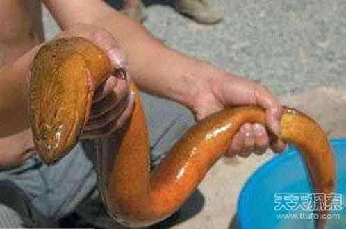 世上真有“成精”动物 99%的人没见过