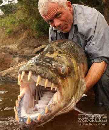 世上真有“成精”动物 99%的人没见过