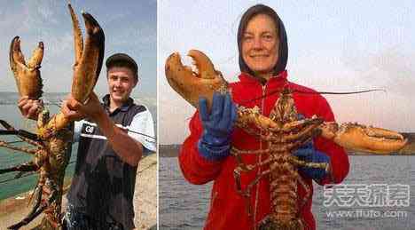 世上真有“成精”动物 99%的人没见过