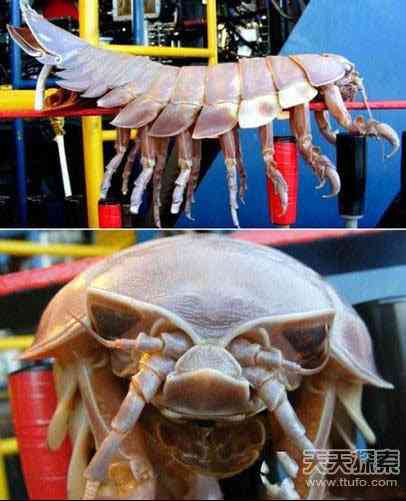 世上真有“成精”动物 99%的人没见过