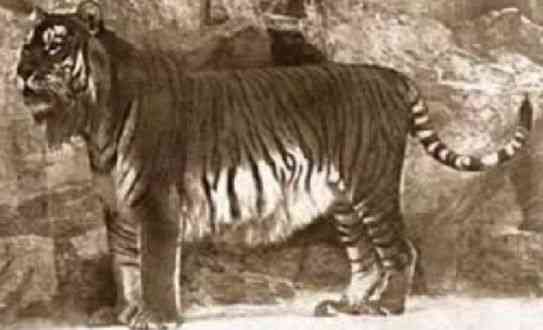 盘点已灭绝的10大动物：凶残袋狼1936年灭绝