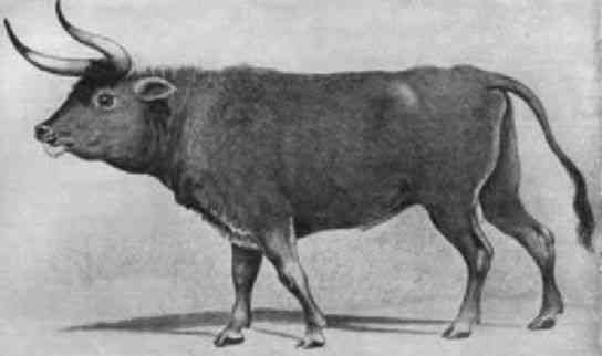 盘点已灭绝的10大动物：凶残袋狼1936年灭绝