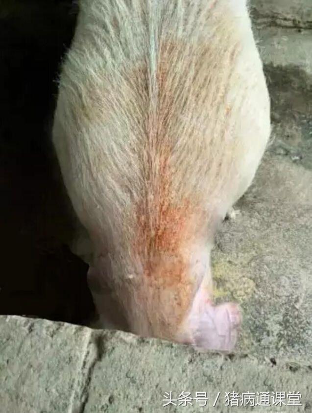 1492997119443638.jpg 1c5f0007029a1a39d761.jpg