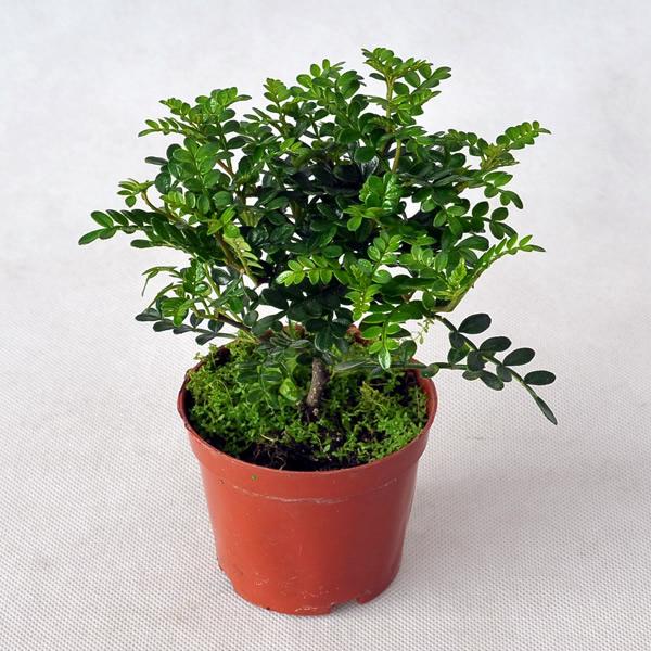 1499423386302009.jpg 24980019fc5a2c0164b0.jpg