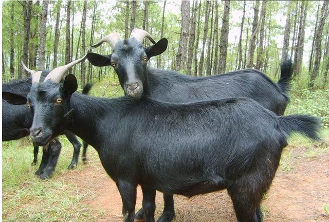 1503398765462550.jpg 9.jpg