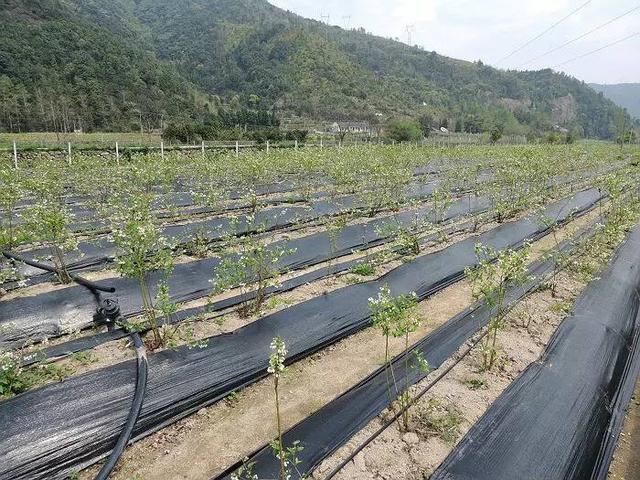 1503739163250634.jpg 24.jpg