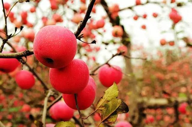 1503739189631338.jpg 26.jpg