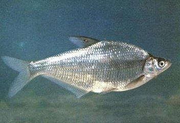 1504437719156991.jpg 11.jpg