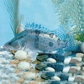 1504437733314742.jpg 12.jpg